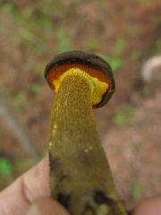 Retiboletus flavoniger