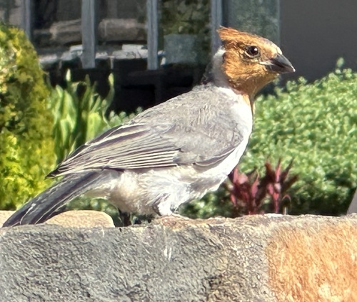 Red-crested Cardinal