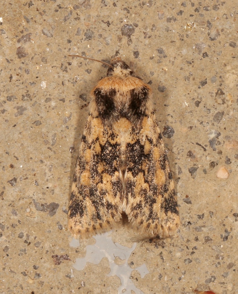 Sympistis singularis