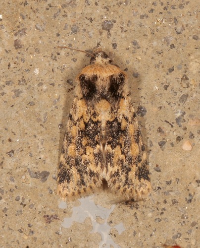 Sympistis singularis