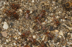 Scaptotrigona hellwegeri