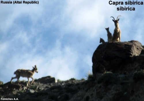 Capra sibirica