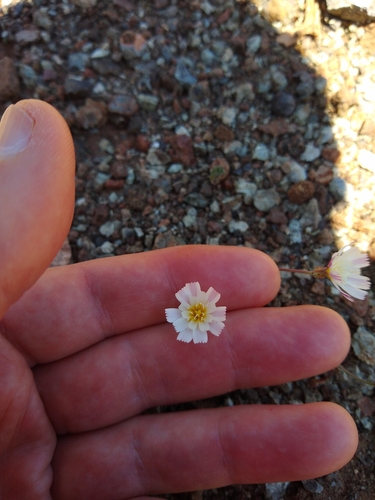 Image of Malacothrix floccifera by no rights reserved