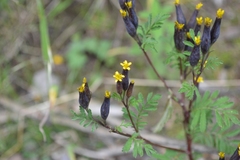 Tagetes foetidissima