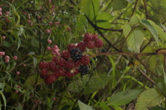 Rubus adenotrichos
