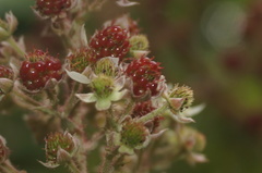 Rubus adenotrichos