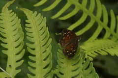 Anthanassa atronia