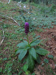 Phytolacca rugosa