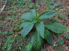Phytolacca rugosa