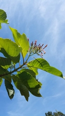 Bremeria pervillei