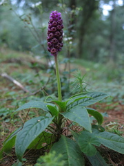 Phytolacca rugosa