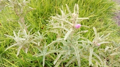 Sphaeralcea angustifolia