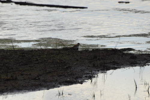 Killdeer photographed in Delaware