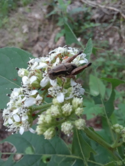 Phaedrotettix