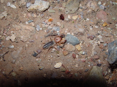 Eremobatidae