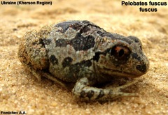 Pelobates fuscus