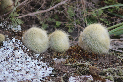 Parodia haselbergii
