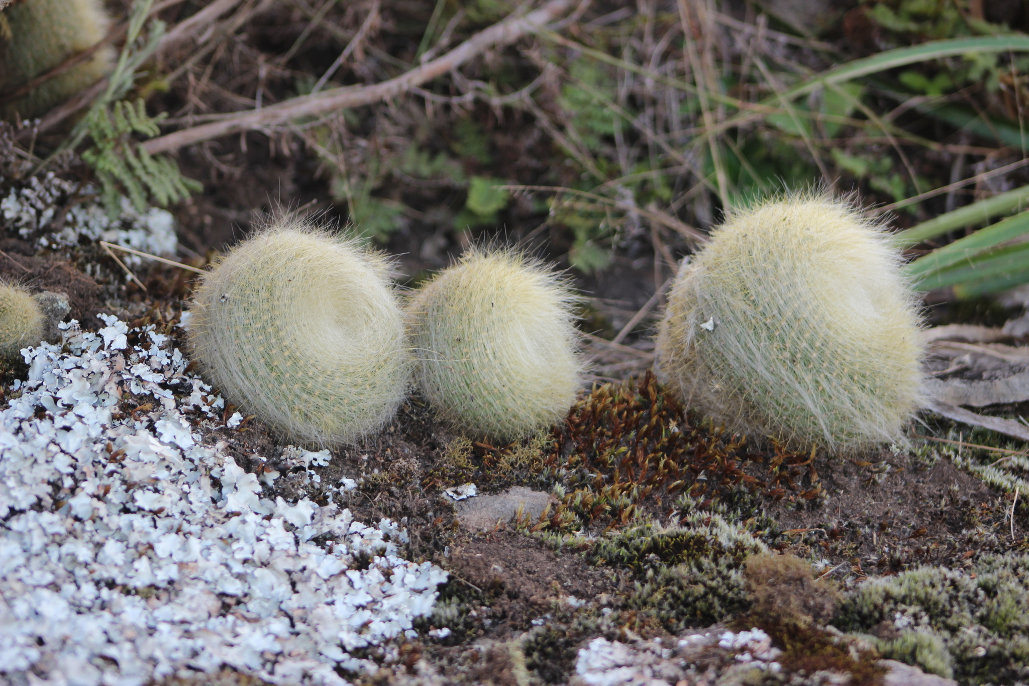 Parodia haselbergii