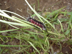 Pygoctenucha terminalis