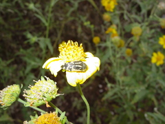 Acmaeodera amplicollis