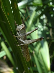 Schistocerca rubiginosa