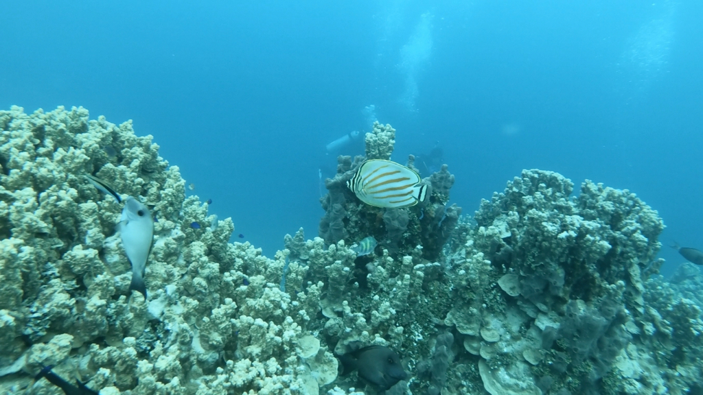 Clown Butterflyfish