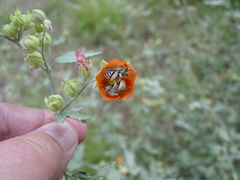 Melissodes tristis