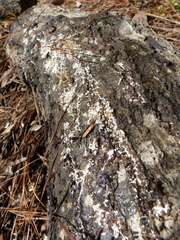 Phlebiodontia subochracea
