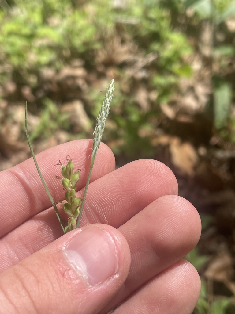 Lined Sedge from Crowell Gap Rd, Roanoke, VA, US on April 23, 2023 at 0248 PM by jacksoncr