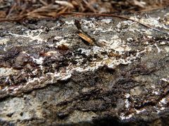 Phlebiodontia subochracea