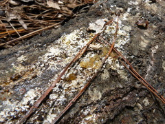 Phlebiodontia subochracea