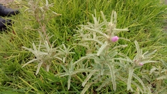 Sphaeralcea angustifolia