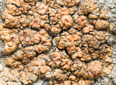 Lecanora mellea