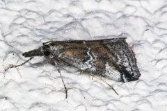 Alpheias transferens