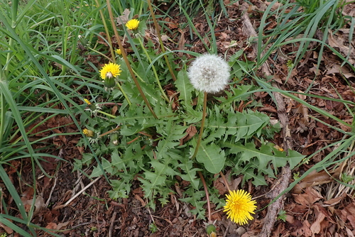dense-bracted dandelion (Taraxacum fasciatum)