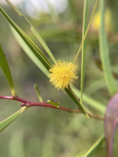 Acacia confusa