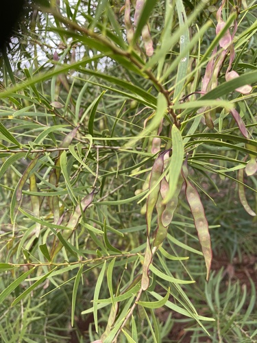 Acacia confusa