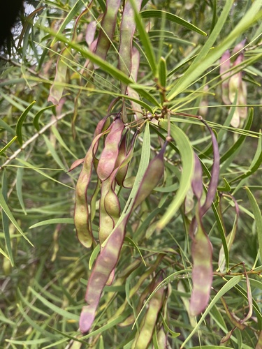 Acacia confusa