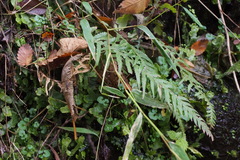 Phegopteris decursive-pinnata