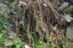 Phegopteris decursive-pinnata