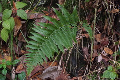 Dryopteris uniformis
