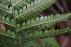 Dryopteris uniformis