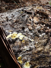 Phlebiodontia subochracea