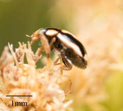 Hyperaspis annexa