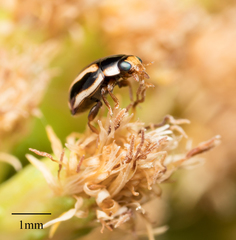 Hyperaspis annexa