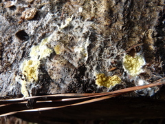 Phlebiodontia subochracea