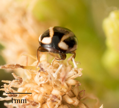 Hyperaspis annexa