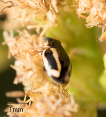 Hyperaspis annexa