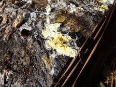 Phlebiodontia subochracea