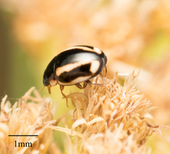 Hyperaspis annexa